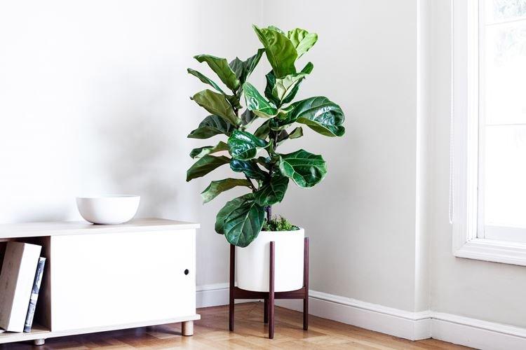 Фикус - Самые неприхотливые комнатные цветы