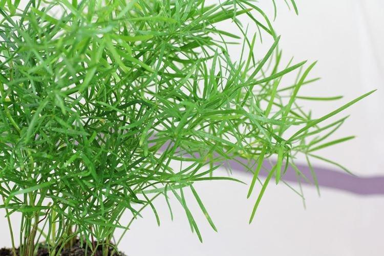 Аспарагус - Самые неприхотливые комнатные цветы