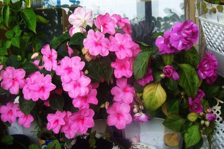 Бальзамин - Самые неприхотливые комнатные цветы