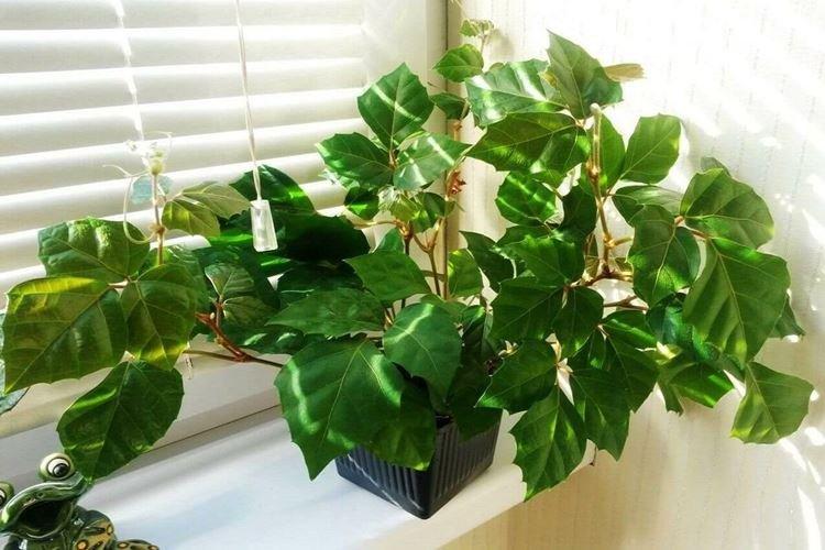 Циссус - Вьющиеся комнатные цветы