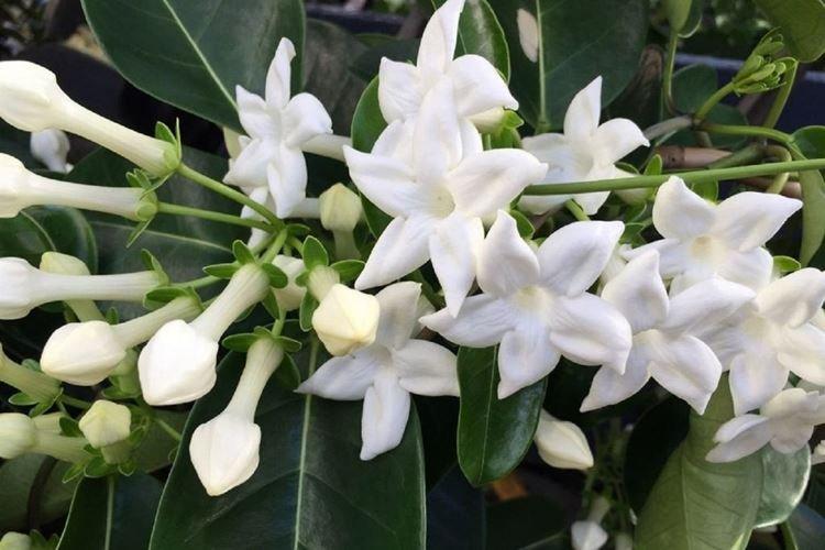 Стефанотис - Вьющиеся комнатные цветы