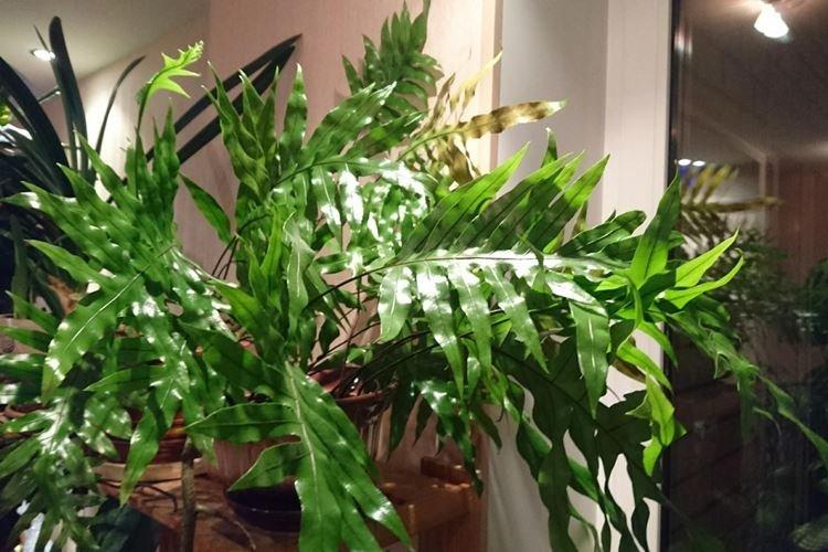 Папоротник многоножка - Комнатные цветы, устойчивые к засухе