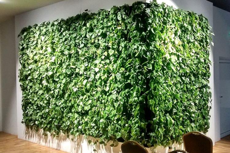 Комнатный плющ - Комнатные цветы, устойчивые к засухе