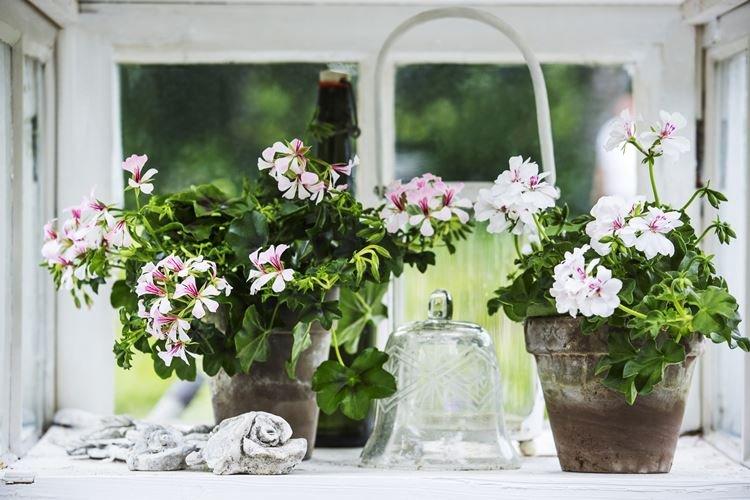 Герань - Комнатные цветы, цветущие круглый год