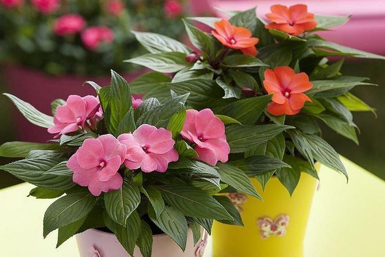Бальзамин - Комнатные цветы, цветущие круглый год