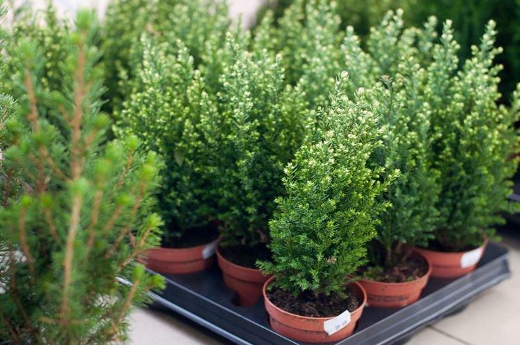 Кипарисовик - Комнатные цветы для детей