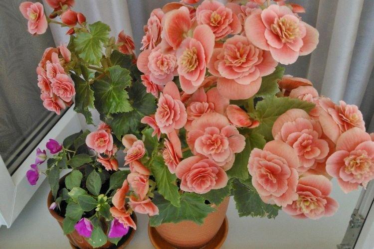 Бегония - Комнатные цветы которые должны быть в каждом доме