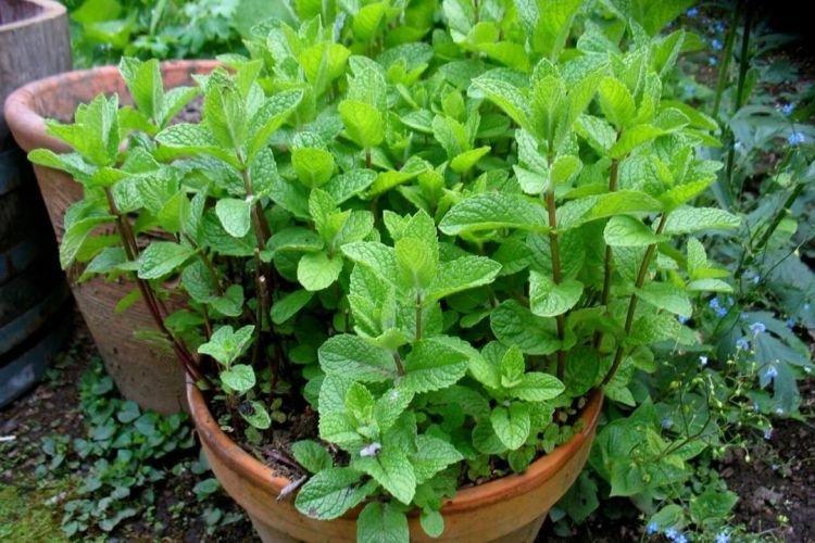 Мята - Комнатные цветы которые должны быть в каждом доме