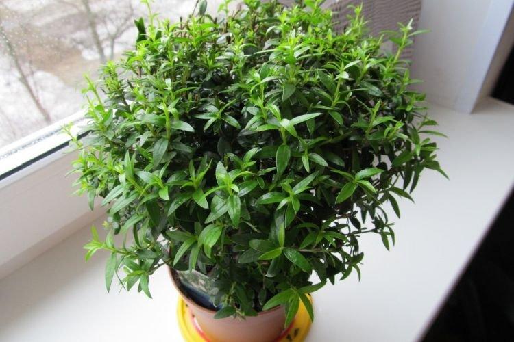 Мирт - Комнатные цветы которые должны быть в каждом доме