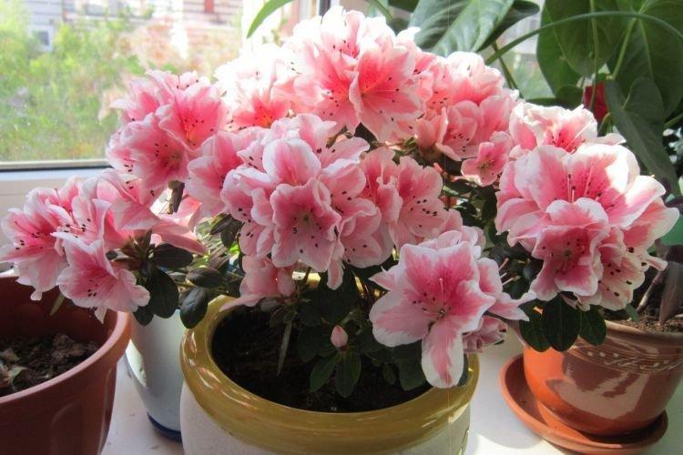 Азалия - Комнатные цветы которые должны быть в каждом доме
