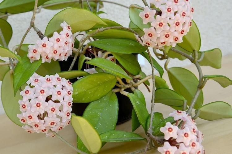 Восковой плющ - Комнатные цветы которые должны быть в каждом доме