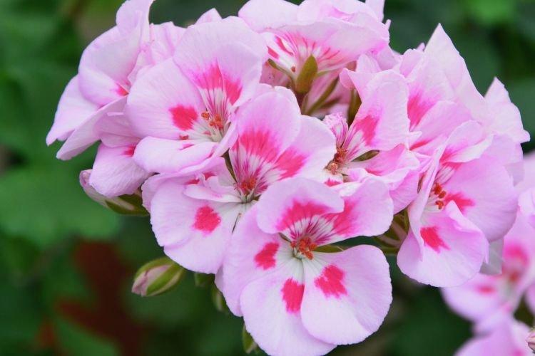 Герань - Полезные комнатные растения