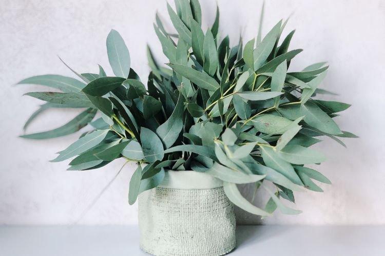 Эвкалипт - Полезные комнатные растения