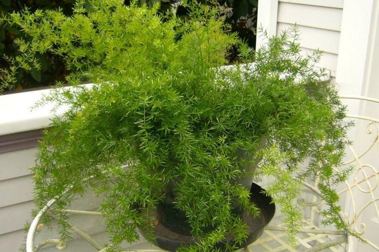 Аспарагус - Самые неприхотливые комнатные растения