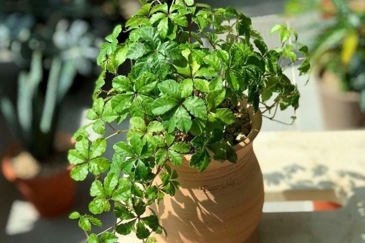 Циссус - Вьющиеся комнатные растения