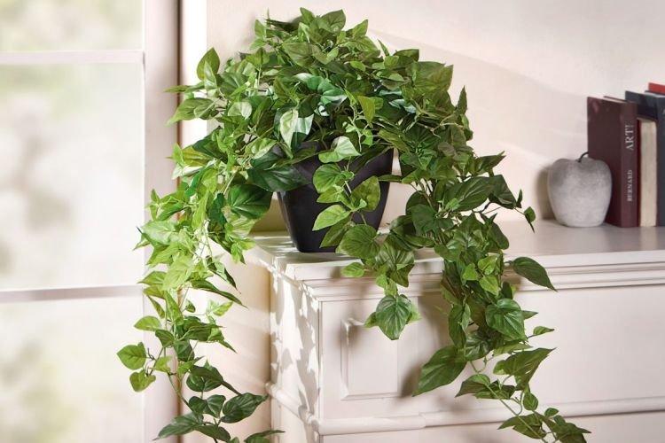Обыкновенный плющ - Вьющиеся комнатные растения