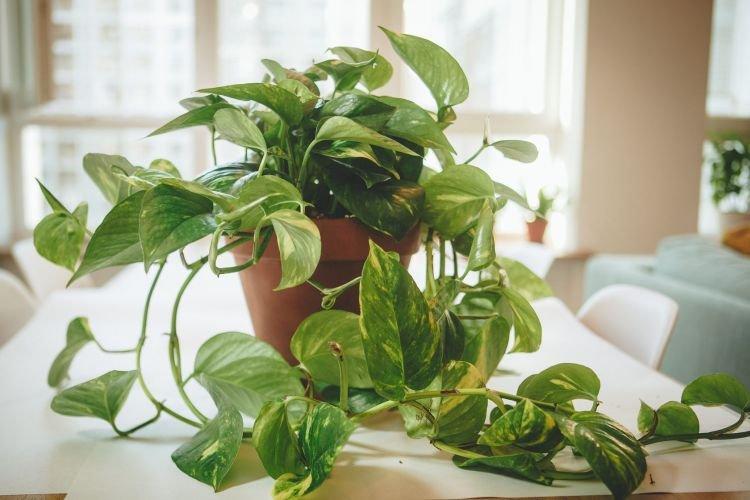 Сциндапсус - Вьющиеся комнатные растения