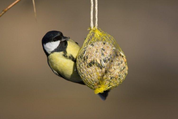 Кормушки-подвесы для птиц своими руками