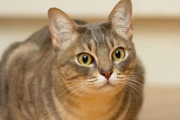 Австралийский мист - Короткошерстные породы кошек