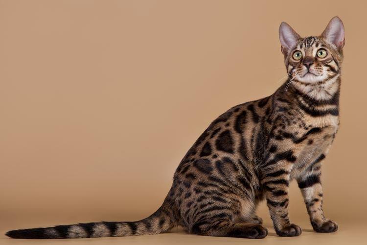 Калифорнийская сияющая - Короткошерстные породы кошек