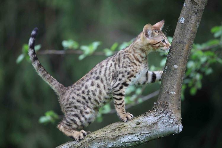 Серенгети - Короткошерстные породы кошек