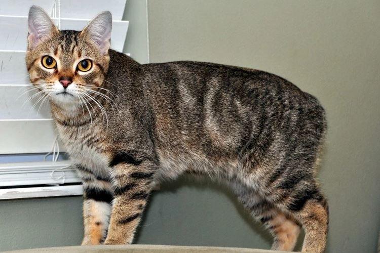 Мэнская - Короткошерстные породы кошек