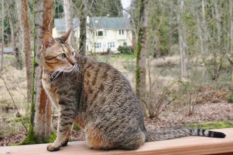 Аравийская мау - Короткошерстные породы кошек