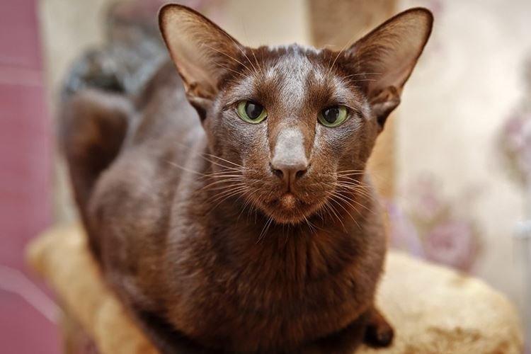 Гавана - Короткошерстные породы кошек