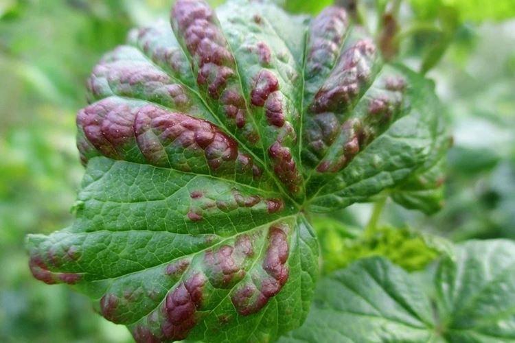 Чем обработать - Антракноз смородины