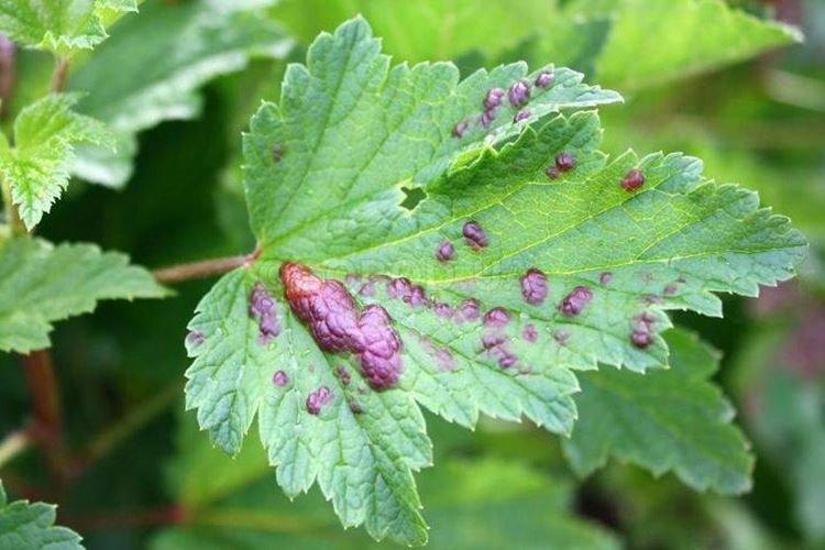 Чем обработать - Галловая тля на смородине