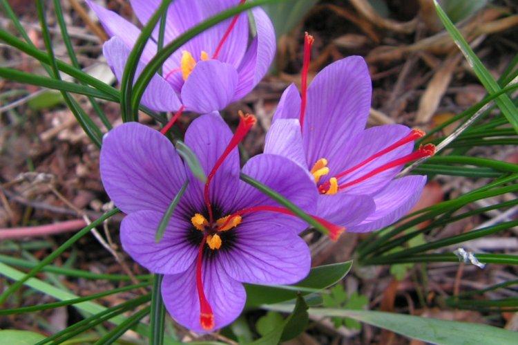 Посевной крокус - Виды крокусов
