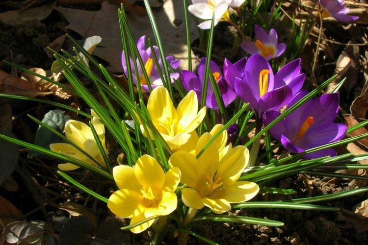 Крокусы - фото