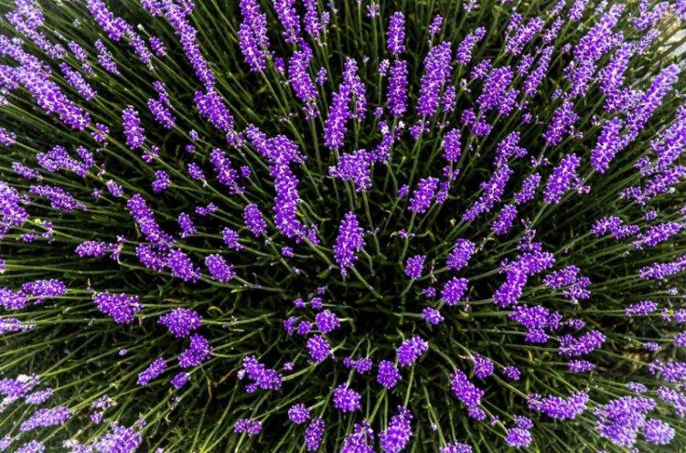 Общая информация - Лаванда