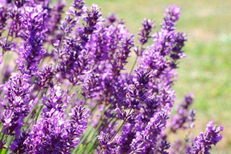 Гибридная лаванда - Виды лаванды