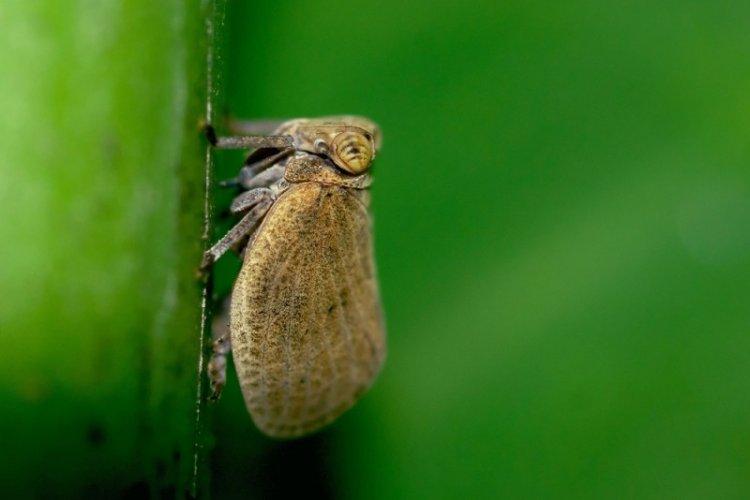 Борьба с вредителями и болезнями - Лаванда