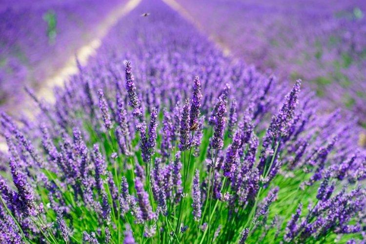 Лаванда - фото