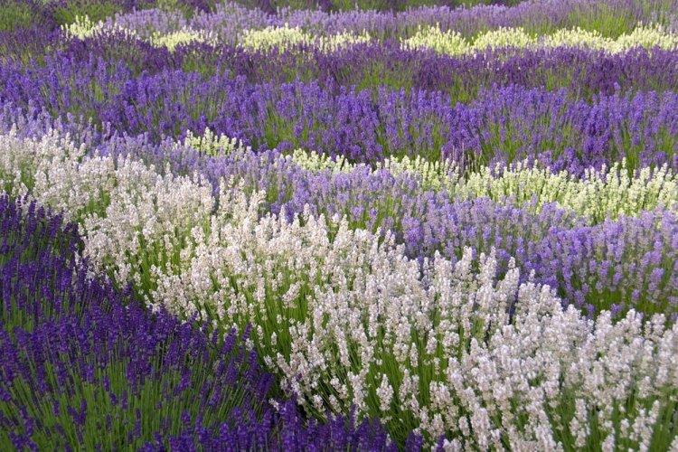 Лаванда - фото