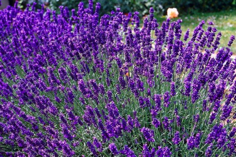 Лаванда - фото