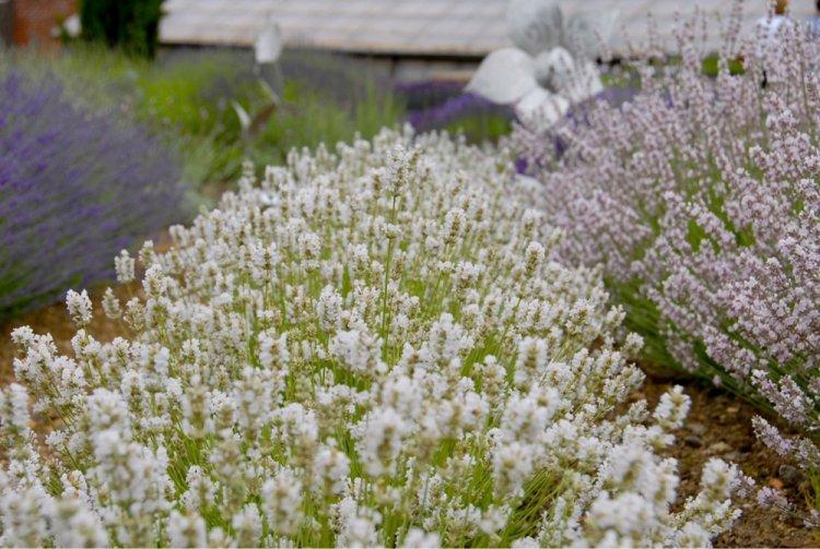 Лаванда - фото