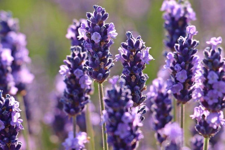 Лаванда - фото