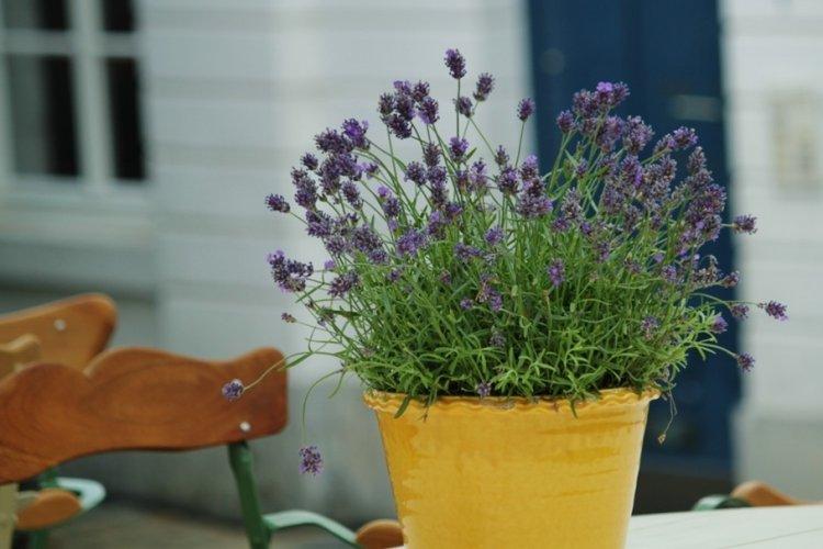 Лаванда - фото