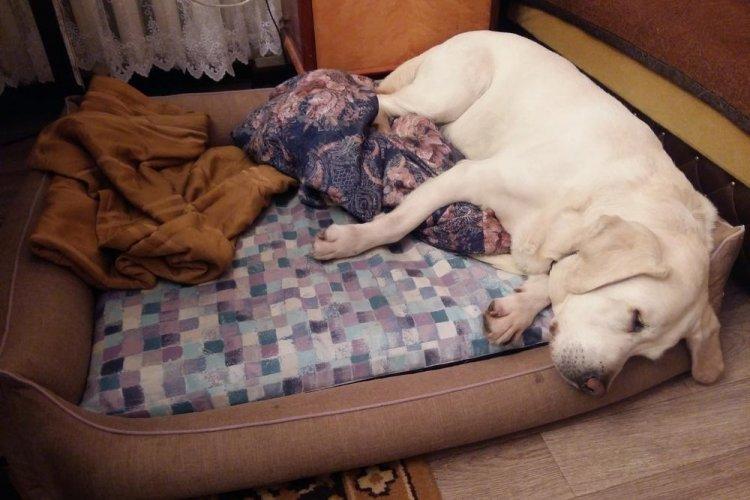 Лежанка для собаки своими руками - фото и идеи