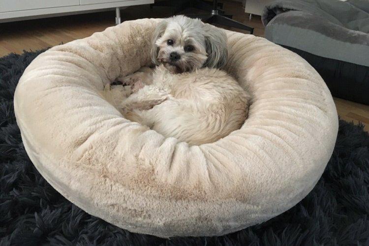 Лежанка для собаки своими руками - фото и идеи