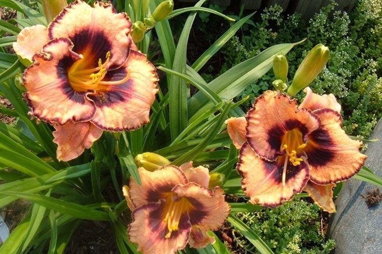 Общая информация - Лилейник