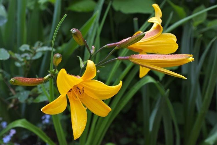 Лилейник Дюмортье