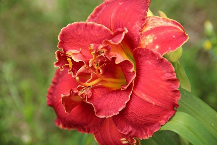 Ароматные сорта - Виды лилейника