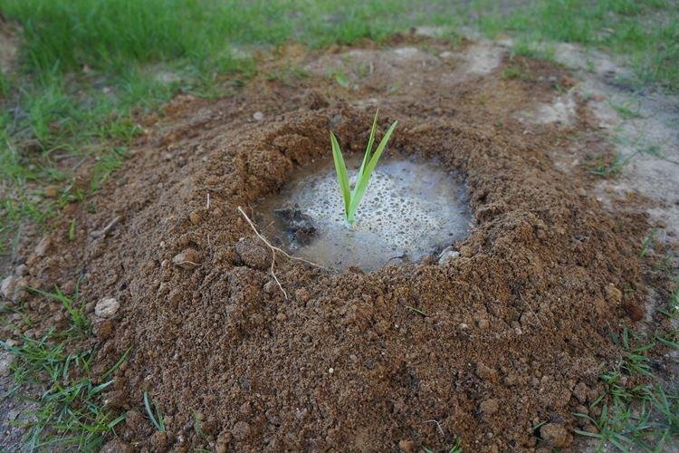 Полив - Уход за лилейником