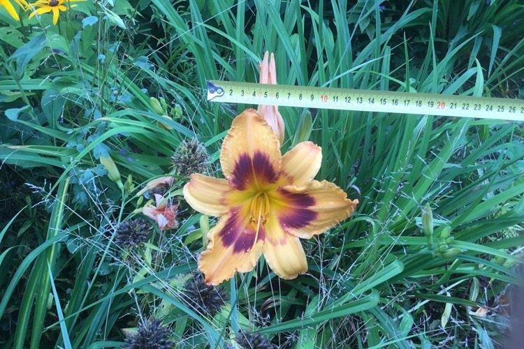 Удобрения и подкормка - Уход за лилейником