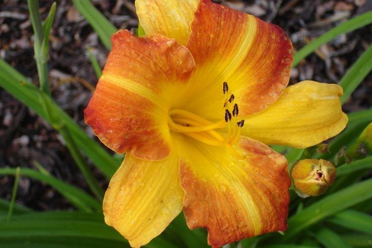 Лилейник - фото