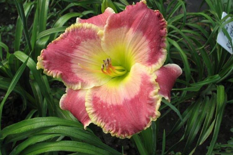 Лилейник - фото